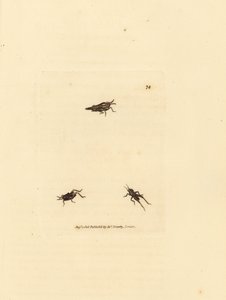 Criquet élancé, Tetrix subulata - James Sowerby