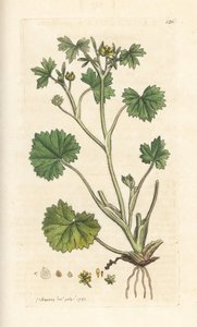 Renoncule à petites fleurs