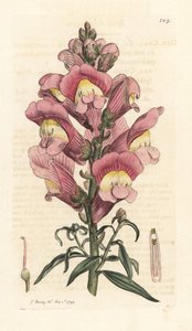 Muflier, Antirrhinum majus