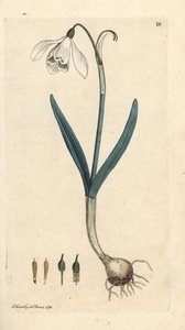 Perce-neige, Galanthus nivalis - James Sowerby