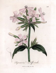 Saponaire officinale, Saponaria officinalis. Gravure à la main en couleur d