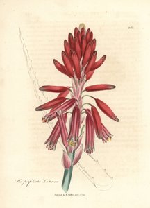 Aloès de Socotora, Aloe perfoliata socotorina - James Sowerby