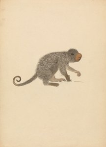 Porc-épic sud-américain - James Sowerby