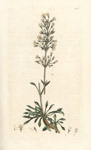 Silène otite, Silene otites