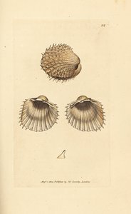 Coque épineuse, Acanthocardia aculeata (Cardium spinosum)