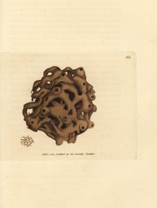 Éponge, Haliclona cinerea - James Sowerby