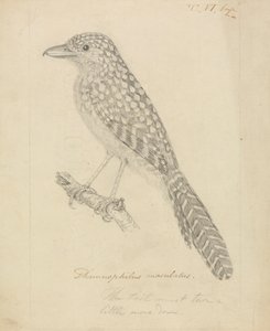 Fourmilier à dos tacheté - James Sowerby