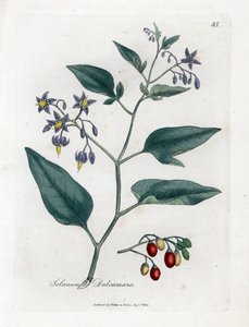 Douce-amère ou morelle douce-amère - Morelle douce-amère, Solanum dulcamara. Gravure à la main en couleur d