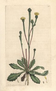 Chicorée de Swin, Arnoseris minima - James Sowerby