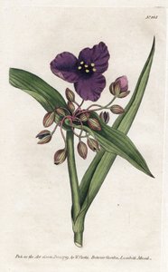 Tradescantia ou setcreasee, du Botanical Magazine de William Curtis