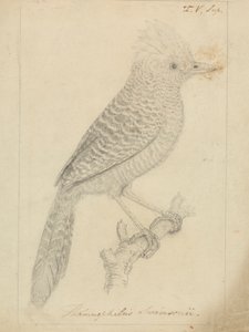 Fourmilier touffu - James Sowerby