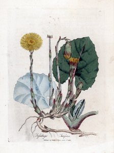 Tussilage - Tussilago farfara. Gravure à la main d
