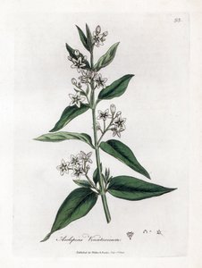 Variété d