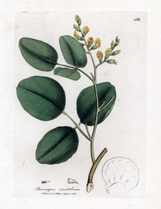 Variété de fabacée - Bois de santal rouge, Pterocarpus santalinus - James Sowerby