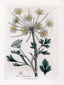 Variété ombellifère produisant de la résine - Bubon à feuilles de livèche, Bubon galbanum. Gravure à la main d