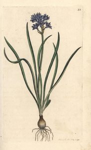 Scille de printemps