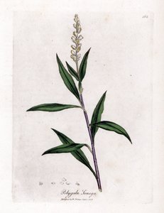 Polygale de Virginie - Senega, Polygala senega - James Sowerby