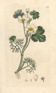 Renoncule aquatique, Ranunculus aquatilis (Bouton d