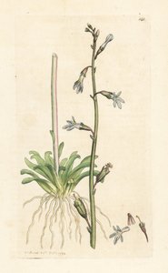 Lobélie de Dortmann, Lobelia dortmanna - James Sowerby