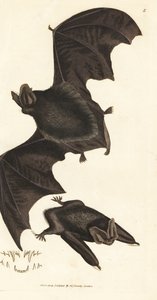 Barbastelle d