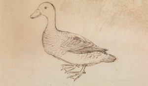 Canard siffleur à face blanche