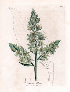 Vératre blanc (anciennement hellébore blanc) - James Sowerby