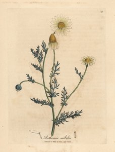 Camomille à fleurs blanches et jaunes, Anthemis nobilis