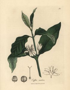 Fleur blanche, feuilles et fève du caféier, Coffea arabica - James Sowerby