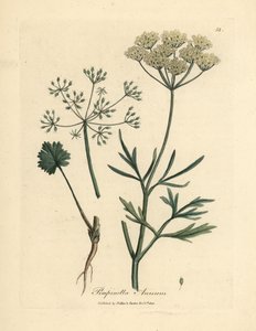 Anis à fleurs blanches, Pimpinella anisum - James Sowerby