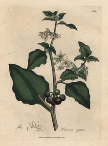 Morelle noire de jardin à fleurs blanches et baies noires, Solanum nigrum