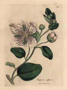 Câprier à fleurs blanches, Capparis spinosa
