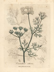 Coriandre à fleurs blanches, Coriandrum sativum
