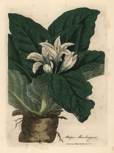 Mandragore à fleurs blanches, Atropa mandragora - James Sowerby