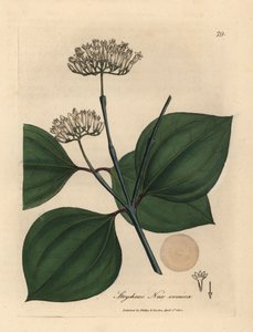 Strychnos nux vomica - James Sowerby