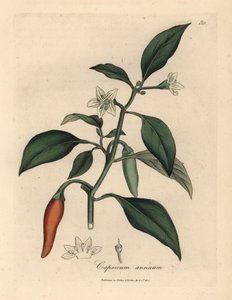 Piment de Guinée écarlate à fleurs blanches, Capsicum annuum - James Sowerby