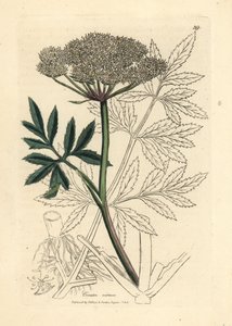 Ciguë aquatique à fleurs blanches, Cicuta virosa - James Sowerby