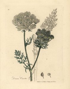 Carotte sauvage à fleurs blanches, Daucus carota - James Sowerby