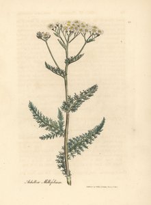 Achillée millefeuille à fleurs blanches, Achillea millefolium