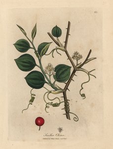 Fleurs blanches, vrilles et baies rouges de smilax chinois - James Sowerby