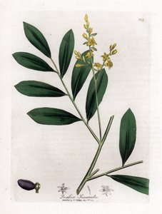 Acajou blanc ou marupa - Simarouba amara - James Sowerby