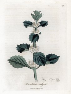 Marrube blanc - Marrubium vulgare. Gravure à la main d