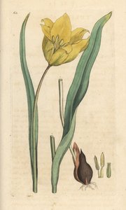 Tulipe sauvage, Tulipa sylvestris (tulipe sauvage). Gravure à la main d