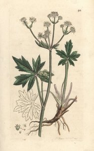 Sanicle d