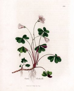 Oxalide des bois - Oxalis acetosella. Gravure à la main d