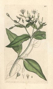 Stellaire des bois, Stellaria nemorum - James Sowerby