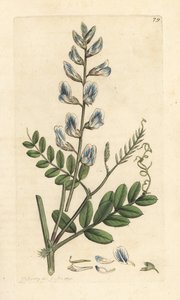 Vesce des bois, Vicia sylvatica