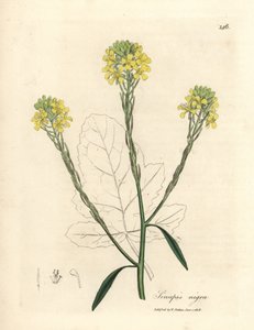 Moutarde noire à fleurs jaunes, Sinapis nigra - James Sowerby