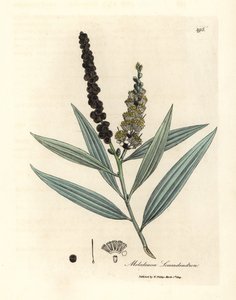Arbre à cajeput à fleurs jaunes, Melaleuca leucadendron - James Sowerby