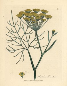 Fenouil à fleurs jaunes, Anethum foeniculum - James Sowerby
