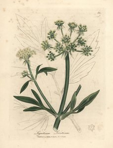 Livèche à fleurs jaunes, Ligusticum levisticum - James Sowerby